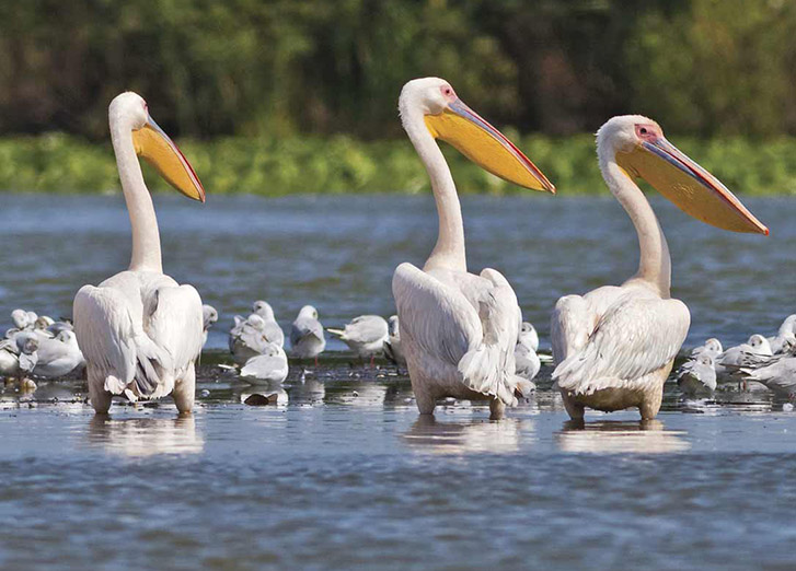 2022 Europe Super Earlybird Offers: Danube Delta Discovery