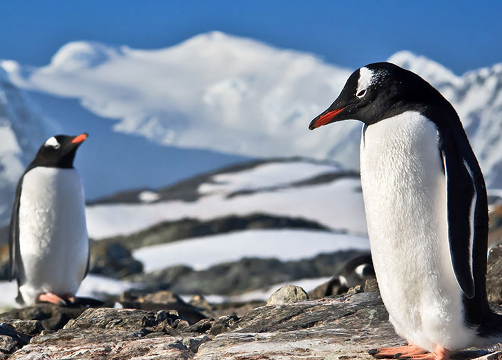 2022/2023 Scenic Eclipse Super Earlybird Offers: Antarctica in Depth